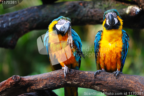 Image of Parrot birds