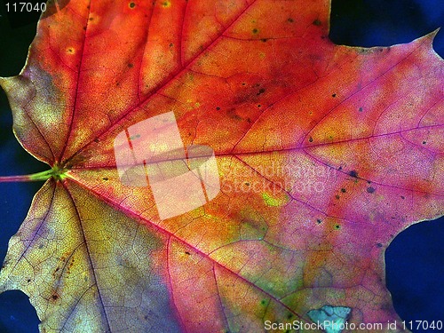 Image of leaf