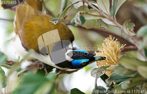 Image of A Blue Faced Honeyeater