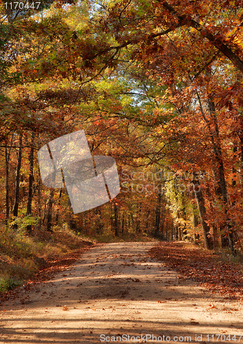 Image of country road through autumn trees
