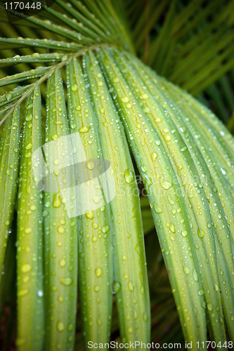 Image of green palm leaf with water drops