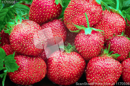 Image of Fresh red strawberries