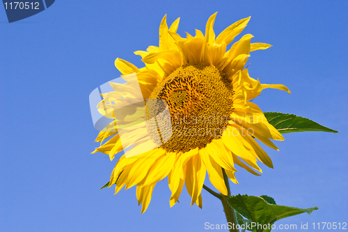 Image of Sunflowers