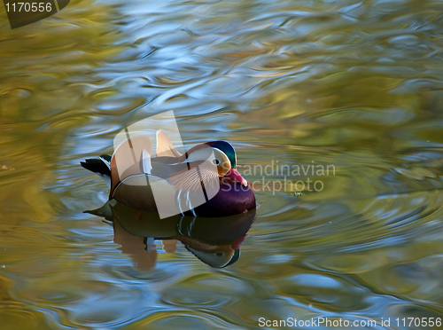 Image of Mandarin Duck male Reflection