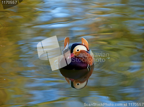 Image of Mandarin Duck male Reflection