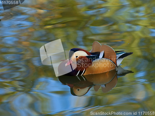 Image of Mandarin Duck male Reflection