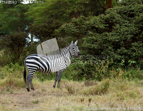 Image of Burchell's Zebra