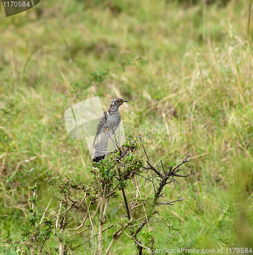 Image of Common Cuckoo juvenile
