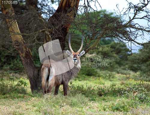 Image of Defassa Waterbuck