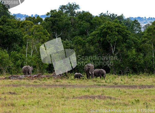 Image of Elephant group