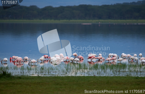 Image of Flamingos at Dusk