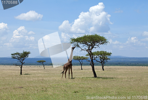 Image of Giraffe browsing on Acacia