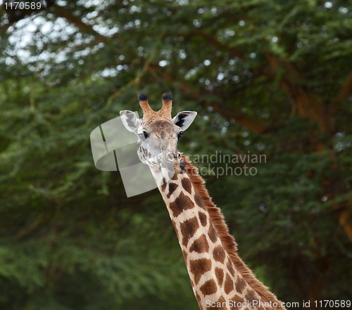 Image of Giraffe head shot