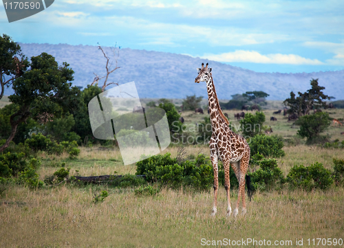 Image of Giraffe on the Masai Mara