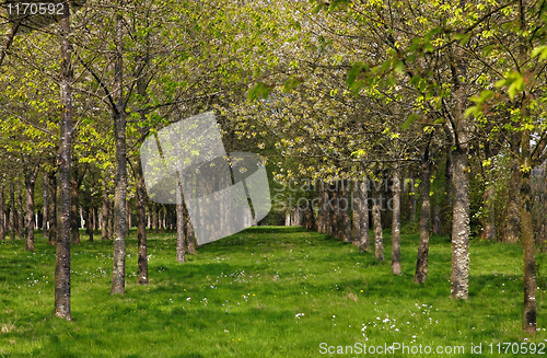 Image of Spring in the forest