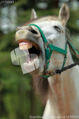 Image of Horse yawning