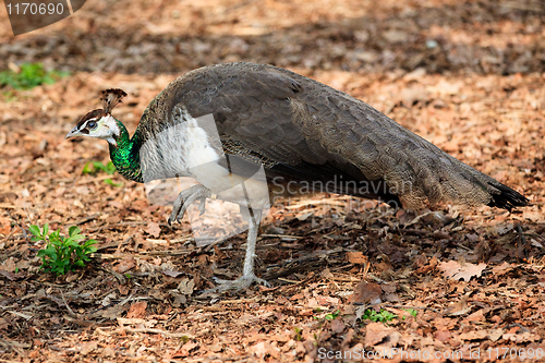 Image of Peacock