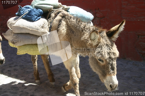 Image of Donkey with heavy load