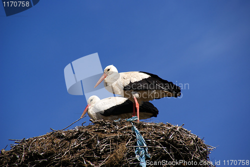 Image of Storks