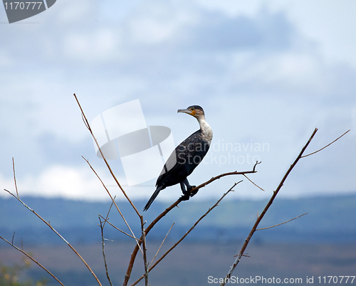 Image of Great Cormorant