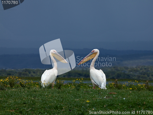 Image of Great White Pelicans facing each other