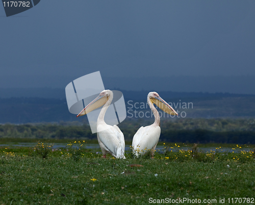 Image of Great White Pelicans facing away from each other