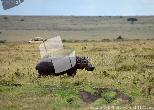 Image of Hippopotamus on the Masai Mara