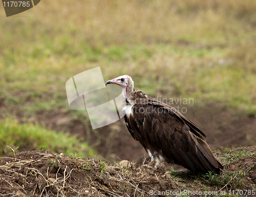 Image of Hooded Vulture