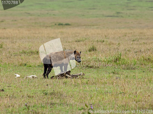Image of Spotted Hyena on carcase