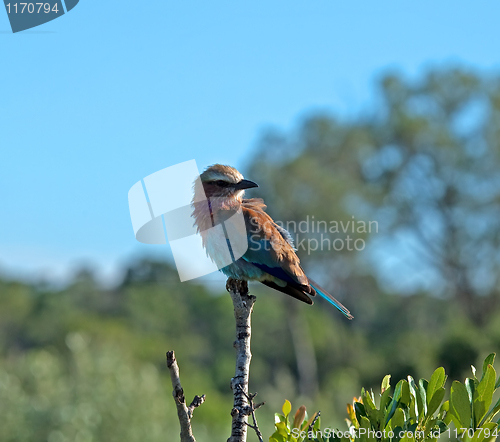 Image of Lilac-breasted Roller