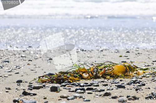 Image of Beach detail on Pacific ocean coast of Canada