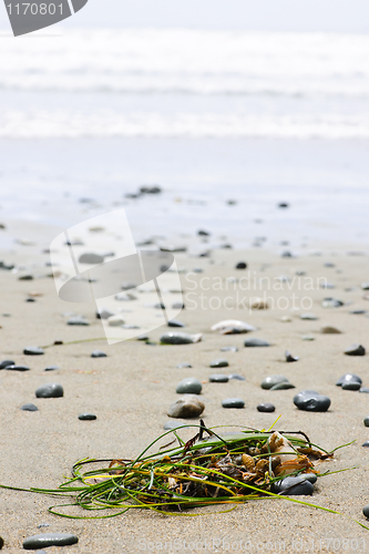 Image of Beach detail on Pacific ocean coast of Canada