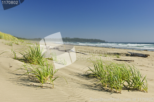 Image of Ocean shore in Pacific Rim National park, Canada