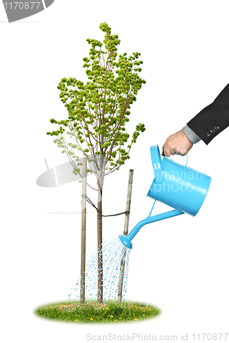 Image of Businessman watering young tree