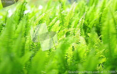 Image of Green plant background