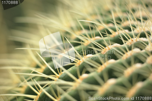 Image of cactus close up