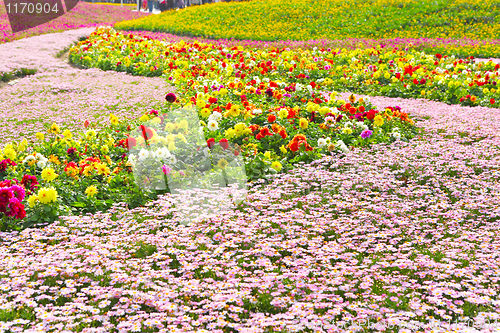 Image of flower field