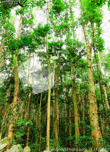 Image of forest