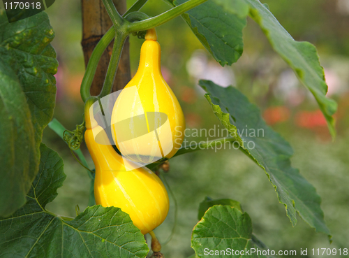 Image of small pumpkin
