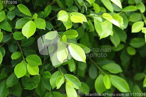 Image of green leaf