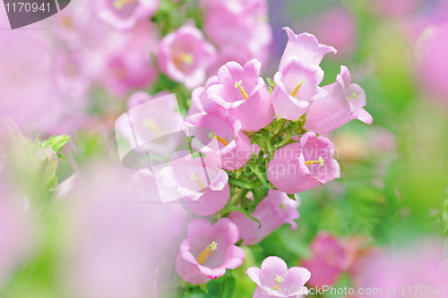 Image of pink flowers in spring time