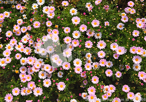 Image of pink flower background