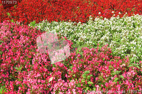 Image of flower field