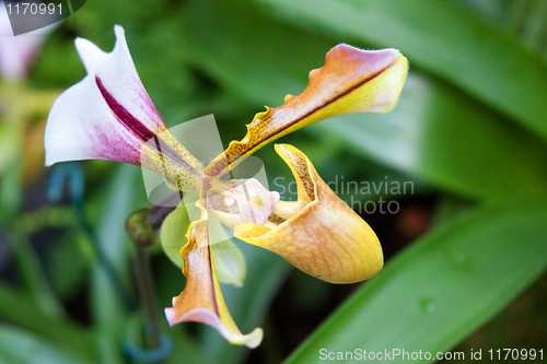 Image of paphiopedilum orchid