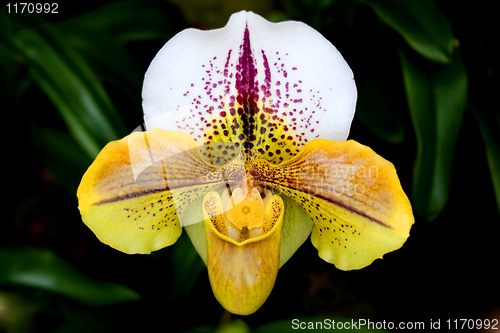 Image of paphiopedilum orchid