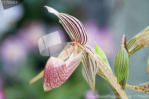 Image of paphiopedilum orchid