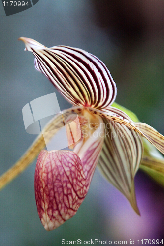 Image of paphiopedilum orchid