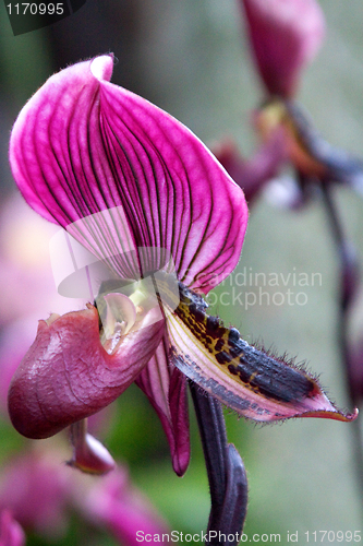 Image of paphiopedilum orchid