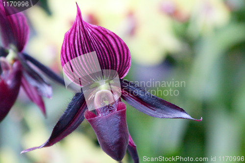 Image of paphiopedilum orchid