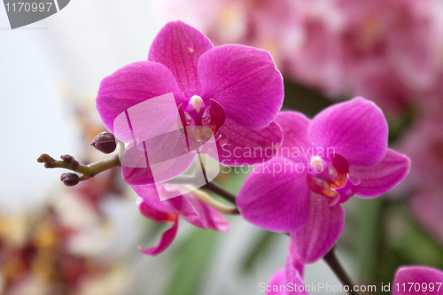 Image of Phalaenopsis Orchid